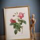 Litho rose leaning buds 30