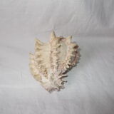 Shell for curiosity cabinet