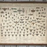 Bouasse-Lebel educational board at the end of the 19th Natural History Insects