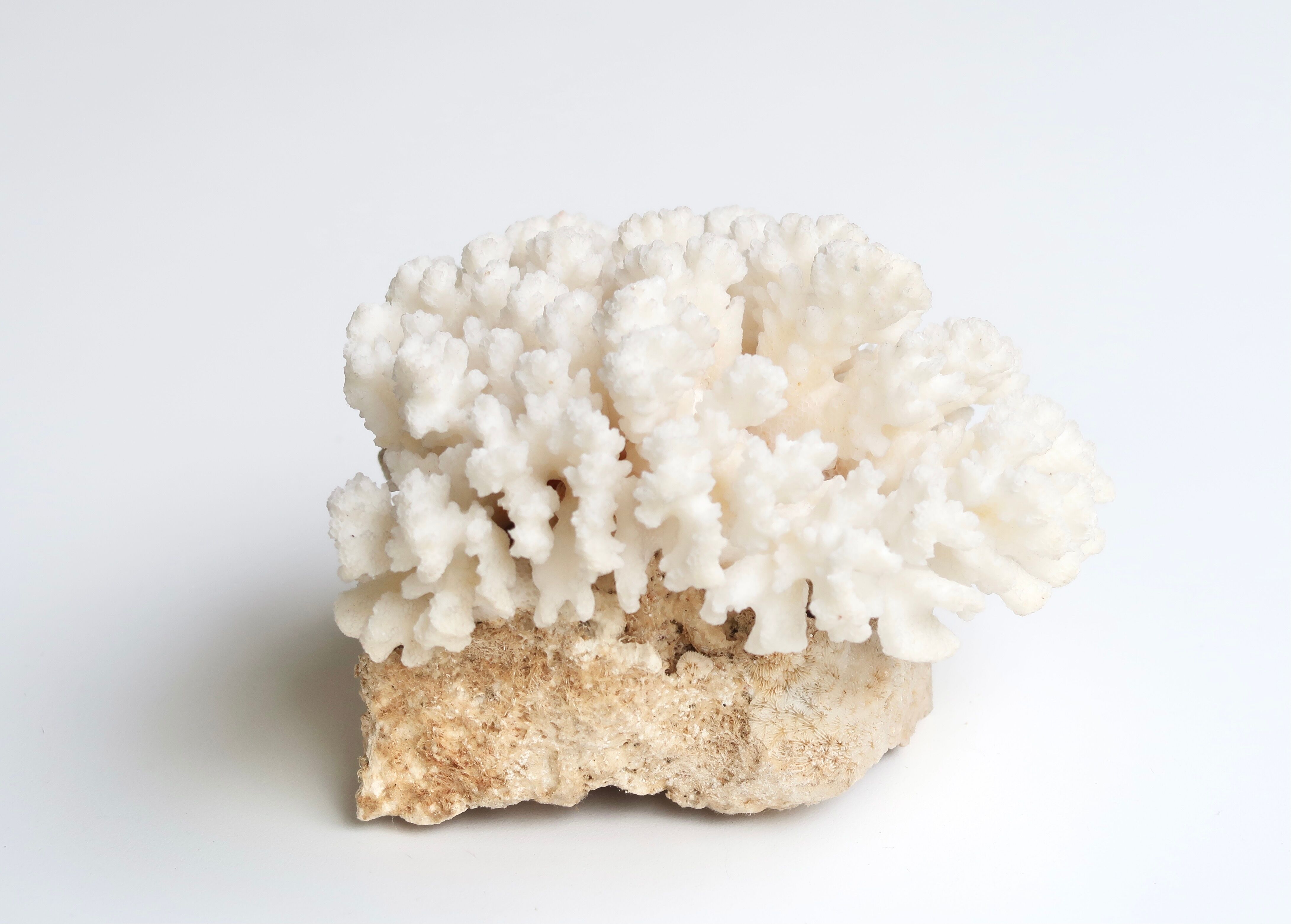 Corail blanc années 70