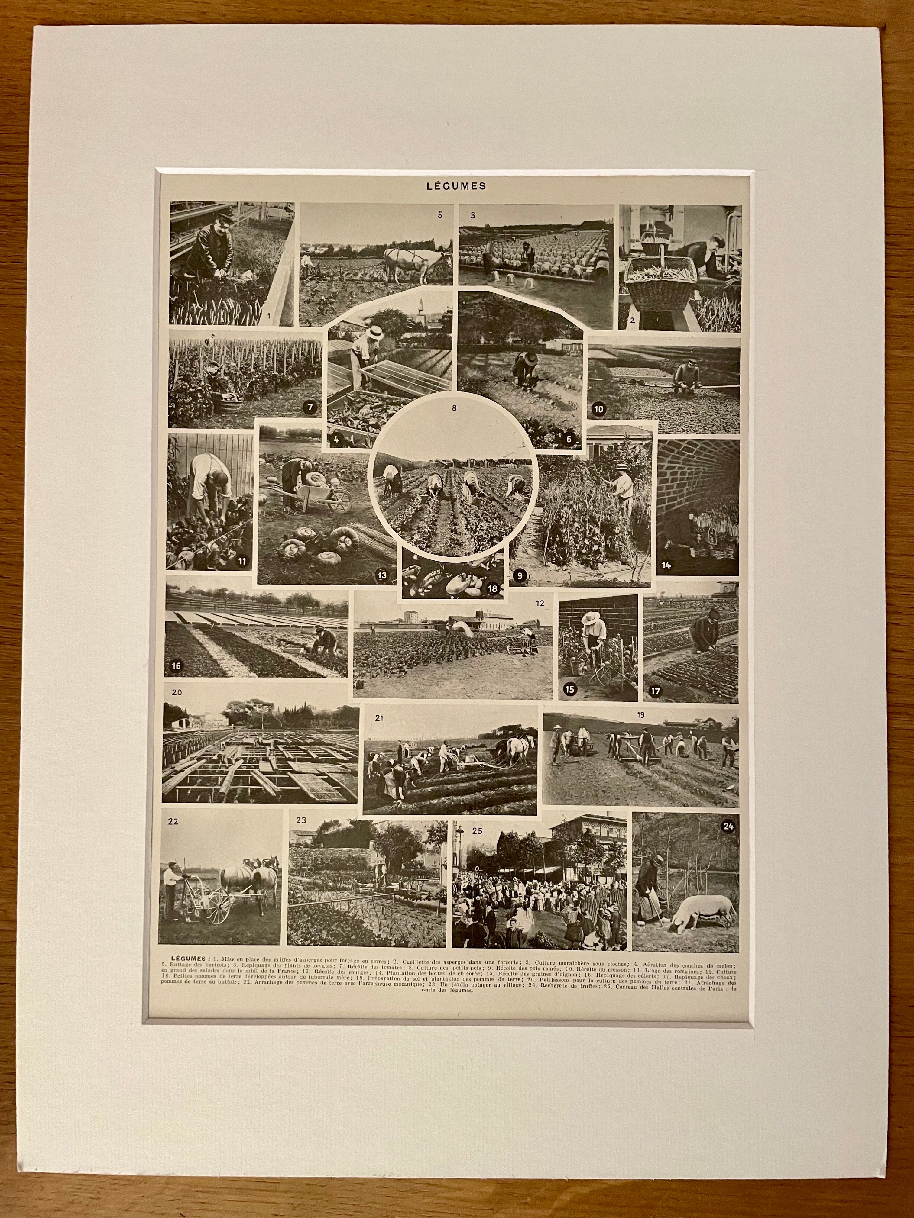 Lithographie sur les légumes et plantes potagères - 1920