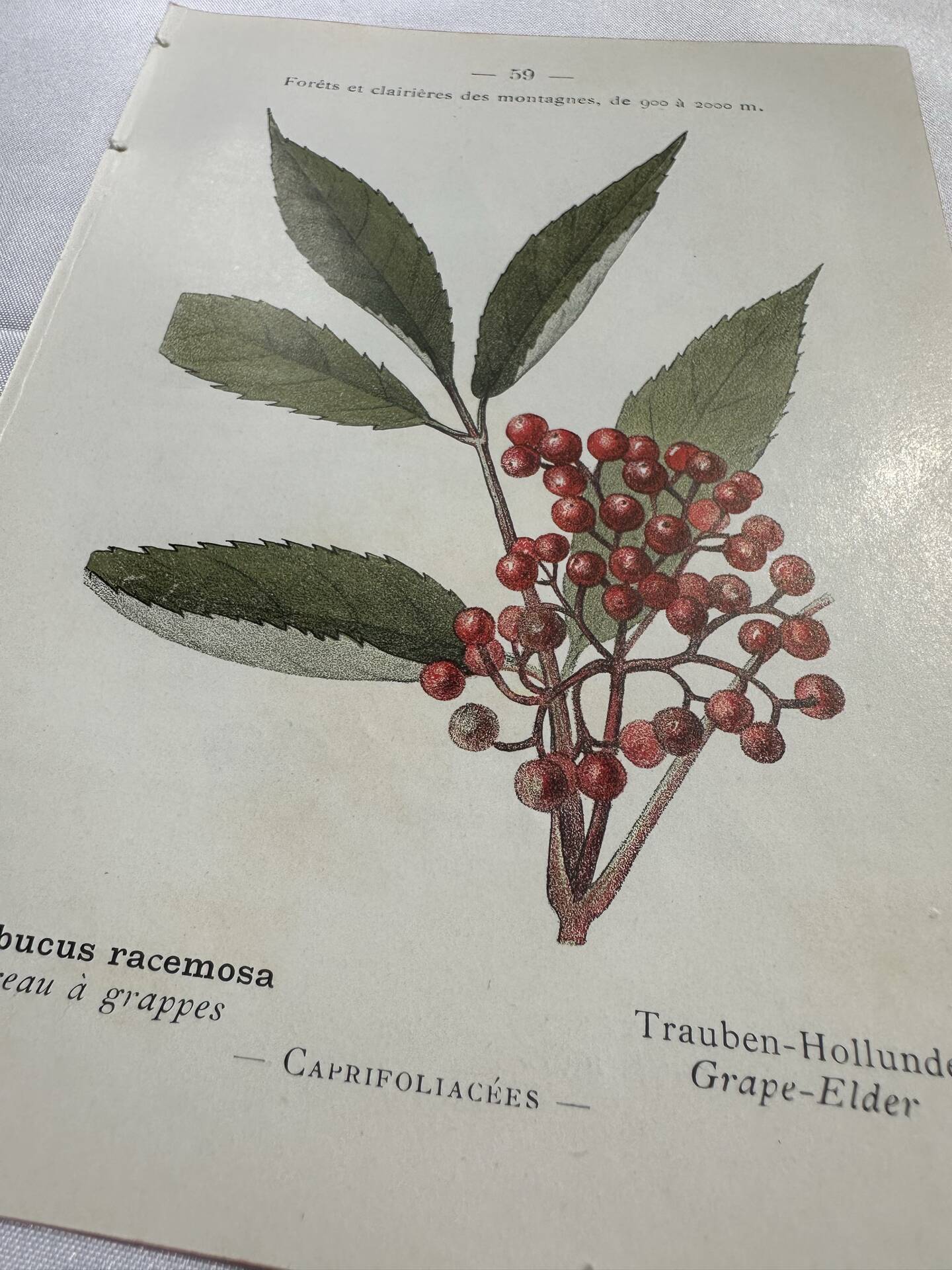 Vintage botanical plate double-sided French flower plant