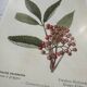 Vintage botanical plate double-sided French flower plant