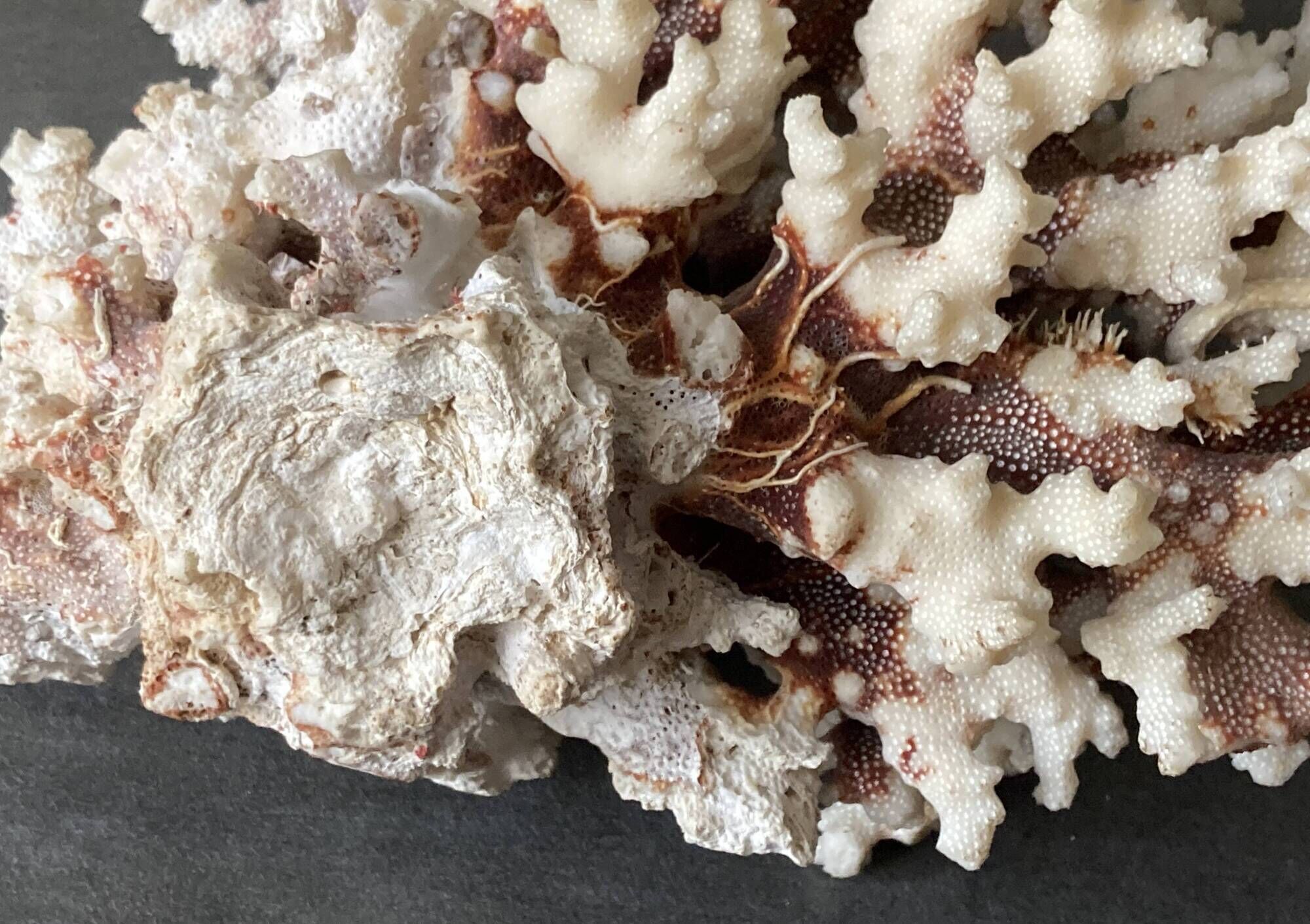 Corail blanc grand modèle 1960 sur bois sculpté