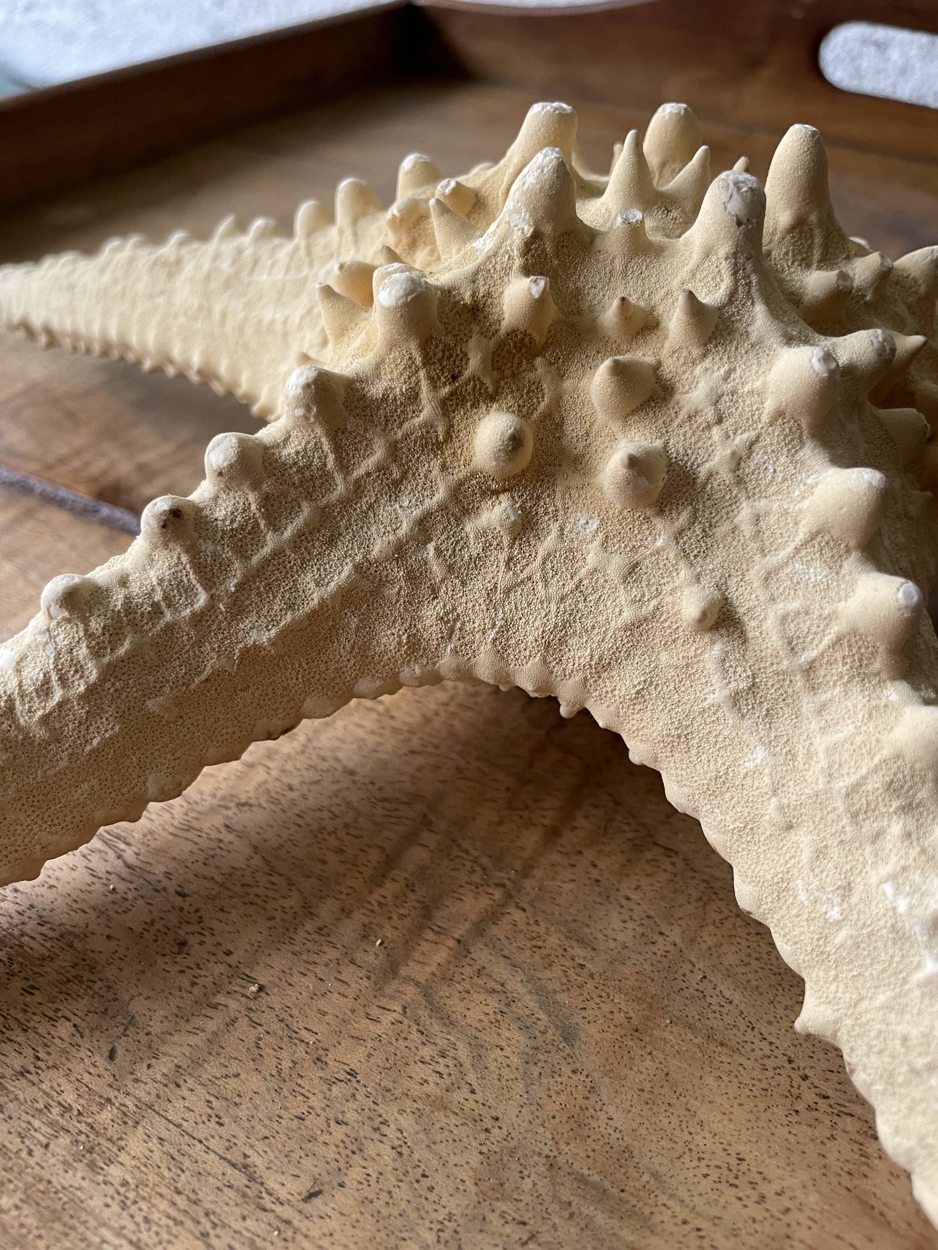 Starfish