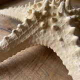 Starfish