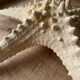 Starfish