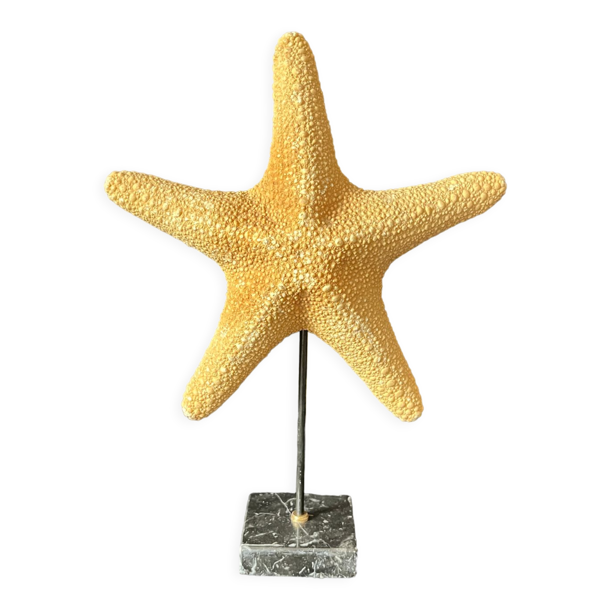 Cabinet of curiosities natural starfish on marble shell base