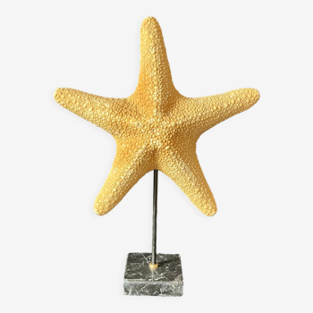 Cabinet de curiosités étoile de mer naturelle sur socle marbre coquillage