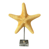 Cabinet of curiosities natural starfish on marble shell base