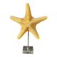 Cabinet of curiosities natural starfish on marble shell base