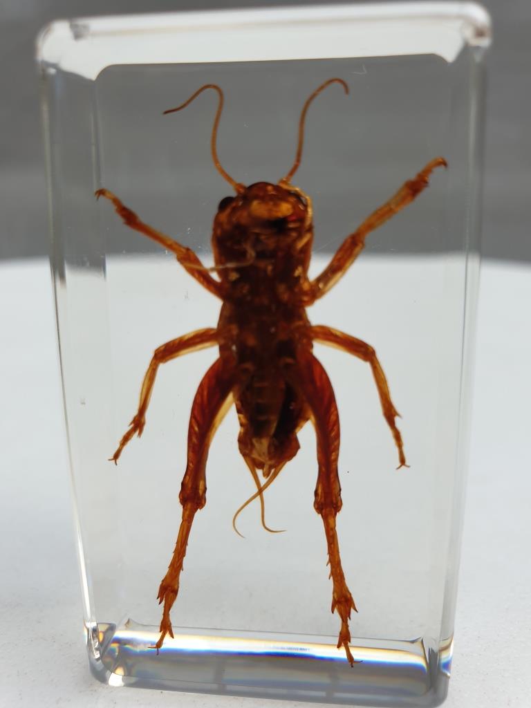 Insect under resin Pakistan giant cricket