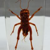 Insect under resin Pakistan giant cricket