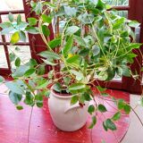 Off-white sandstone pot