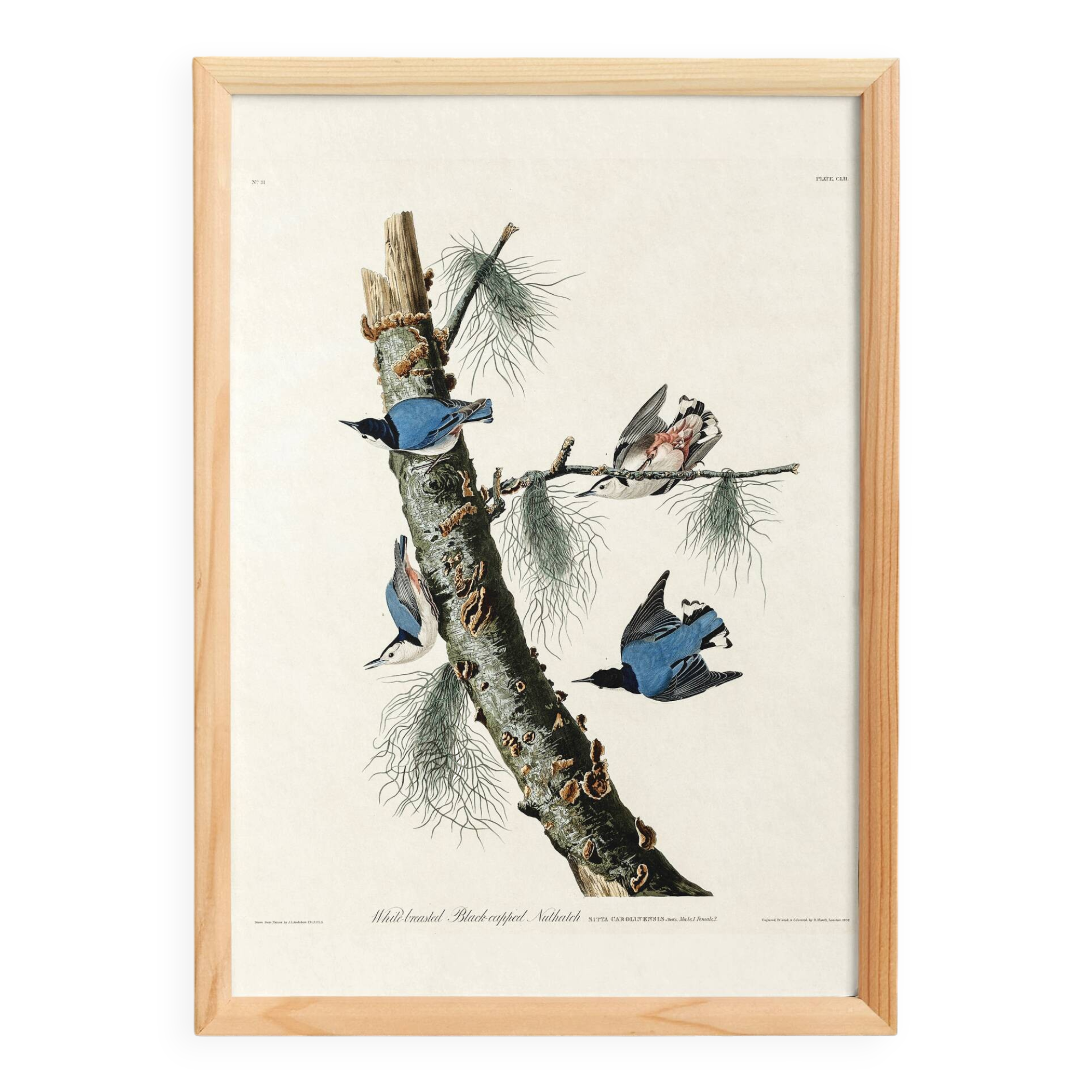 Poster about the White-breasted Nuthatch, after an old engraving
