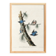 Poster about the White-breasted Nuthatch, after an old engraving