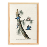 Poster about the White-breasted Nuthatch, after an old engraving
