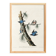 Poster about the White-breasted Nuthatch, after an old engraving