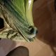 Duck slip signed Saint Clement, earthenware pitcher France