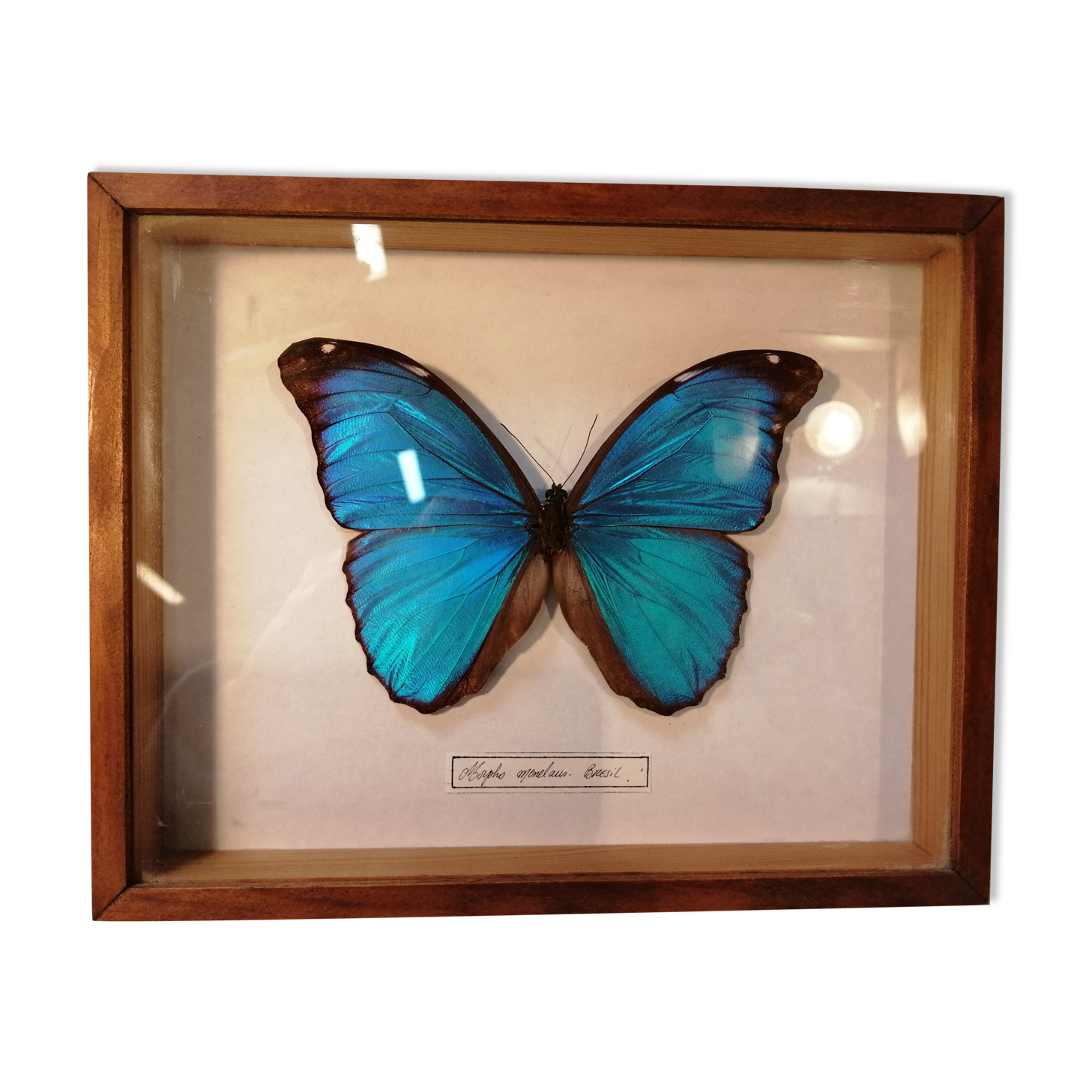 Butterfly frame Morpho Menelaus - Brazil