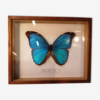 Butterfly frame Morpho Menelaus - Brazil