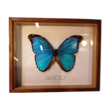 Butterfly frame Morpho Menelaus - Brazil