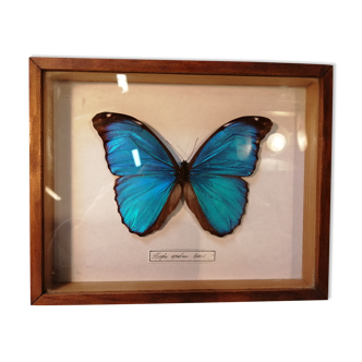 Butterfly frame Morpho Menelaus - Brazil