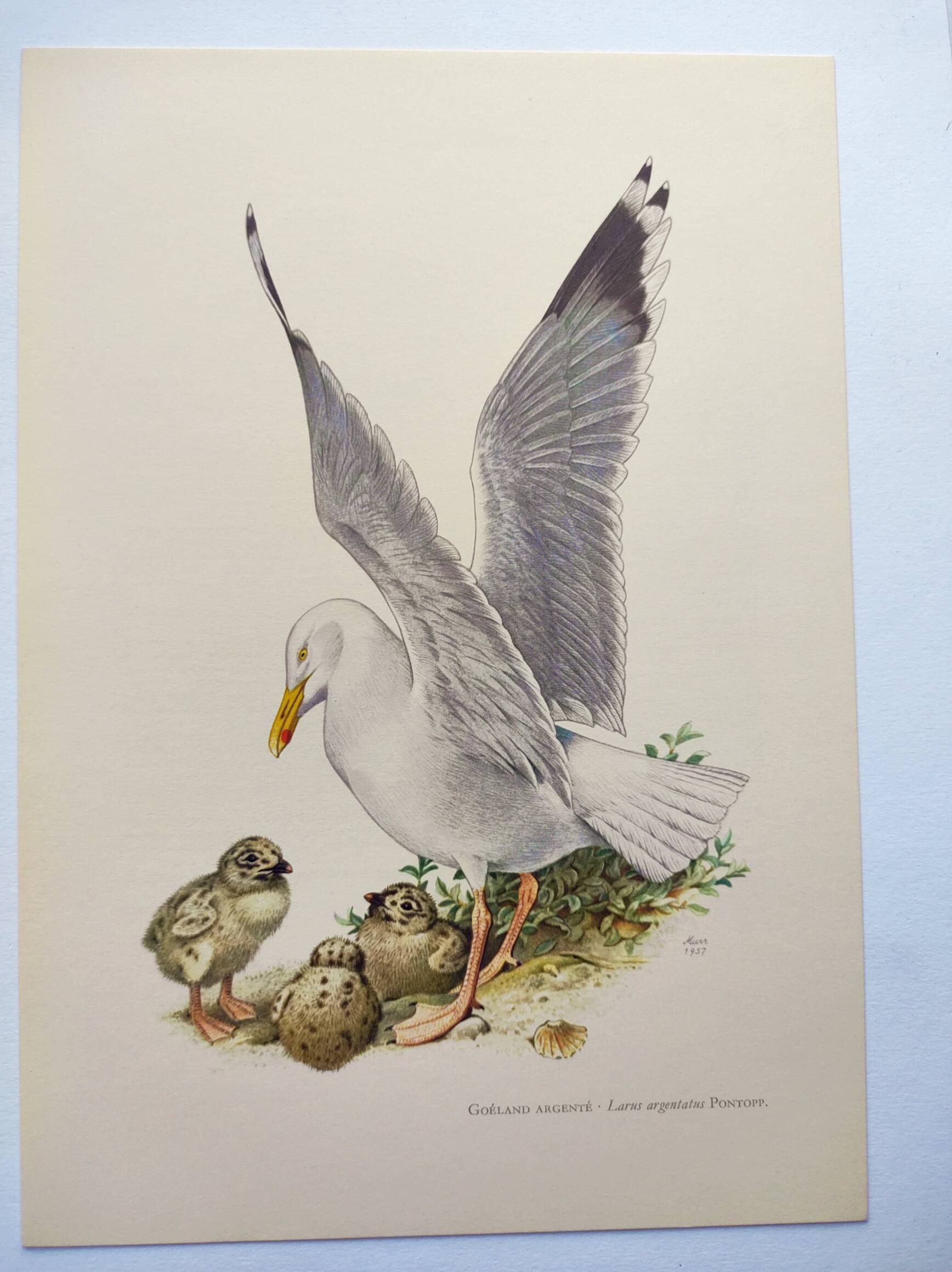 Planche ancienne oiseaux Années 1960 - Goeland Argenté .Illustration nature