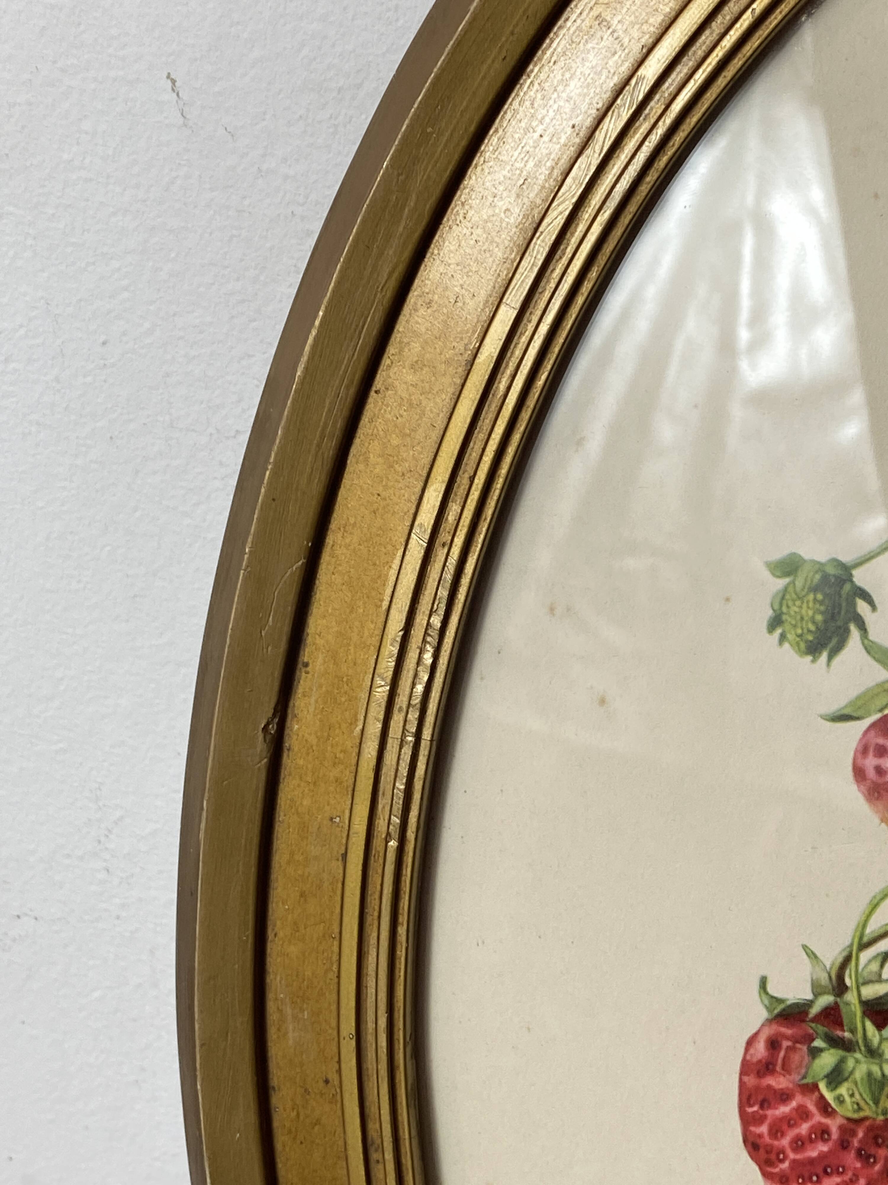 Framed botanical print of Fragaria Grandiflora