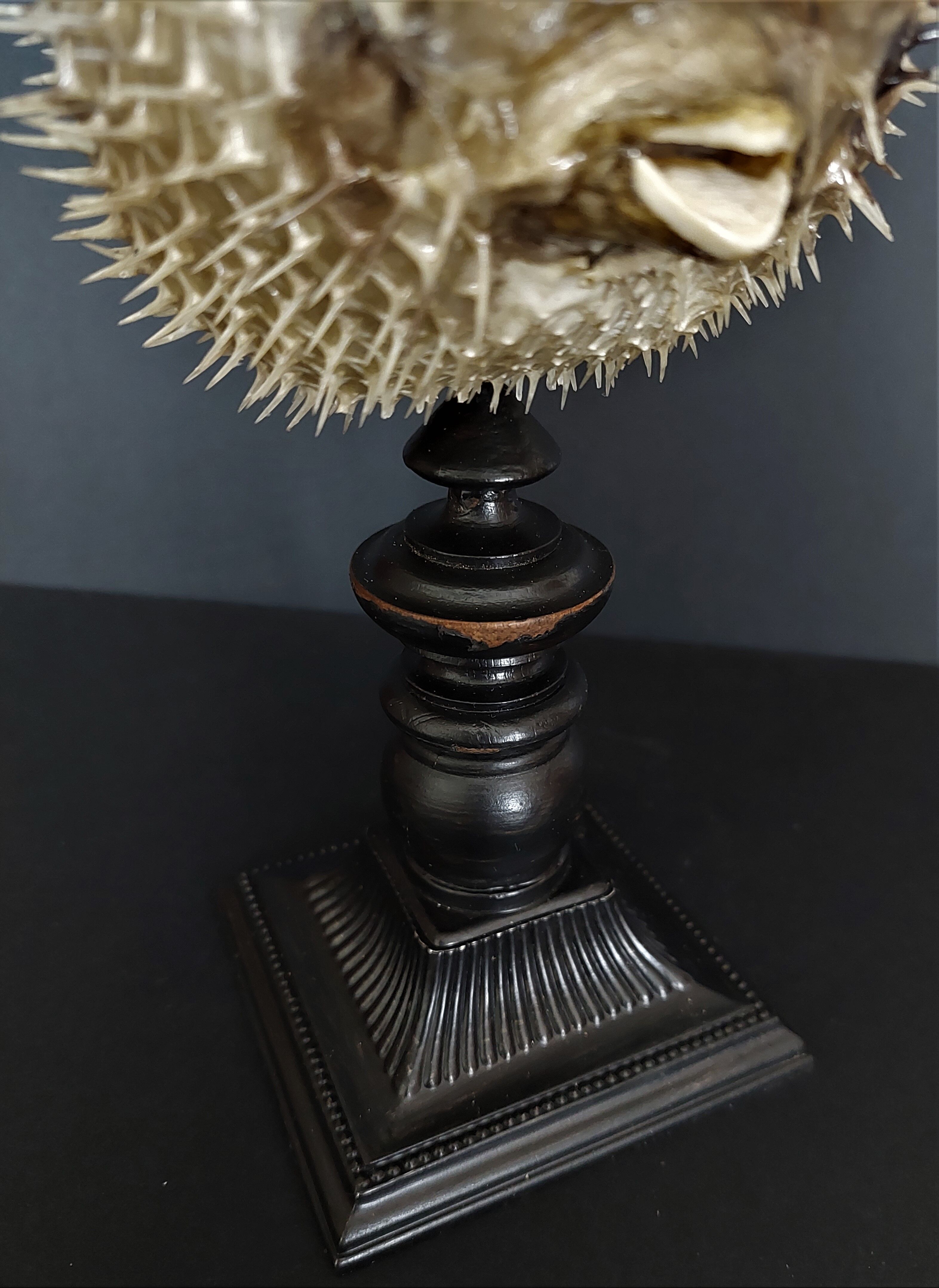 Naturalized fish diodon holocanthus on base