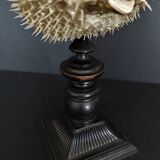 Naturalized fish diodon holocanthus on base