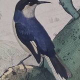 Ornithological Plate Buffon 1838 "Drongo, Iron Gray Fig, Spotted Fig"