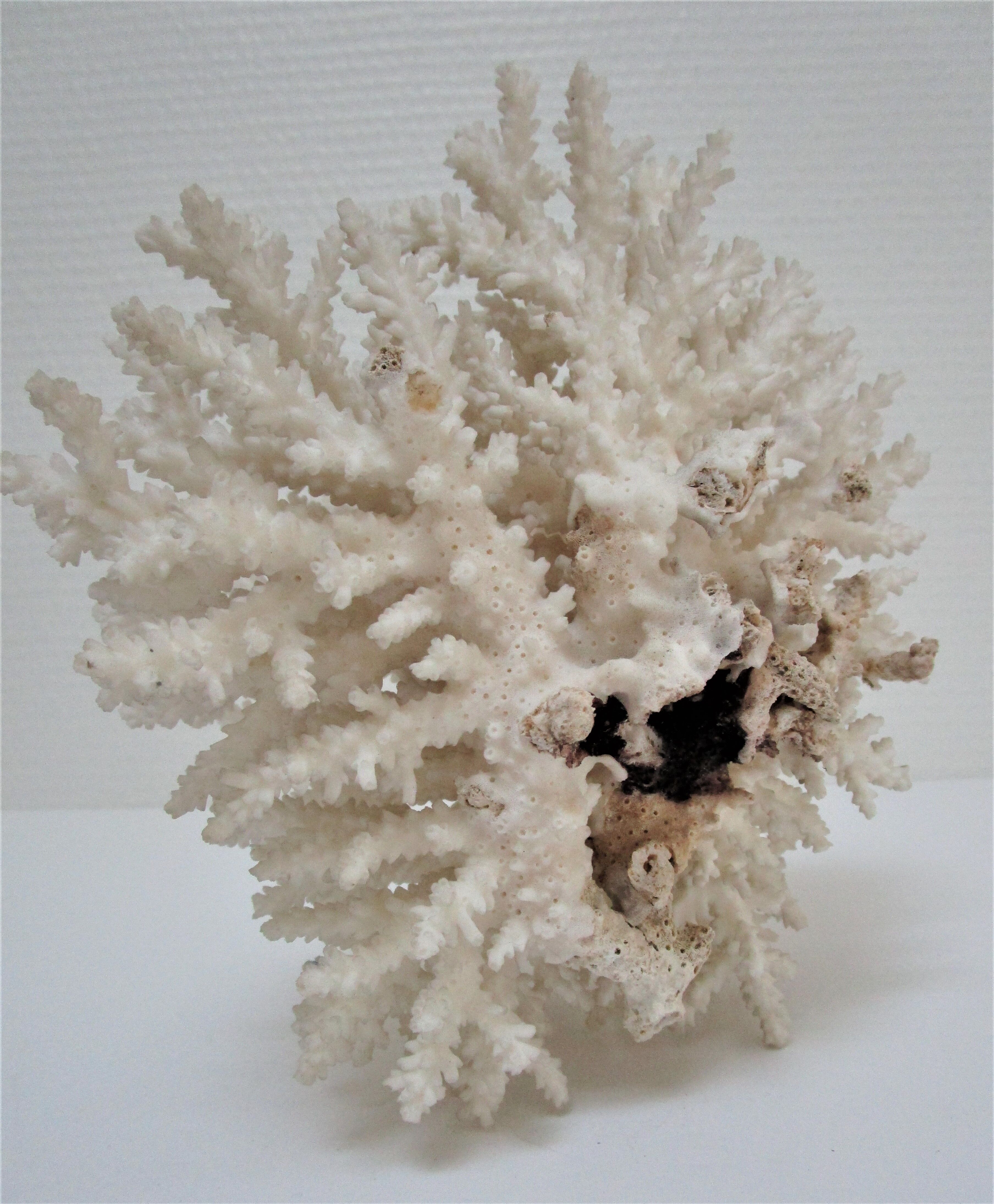 Buisson de corail blanc vintage