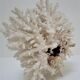 Buisson de corail blanc vintage