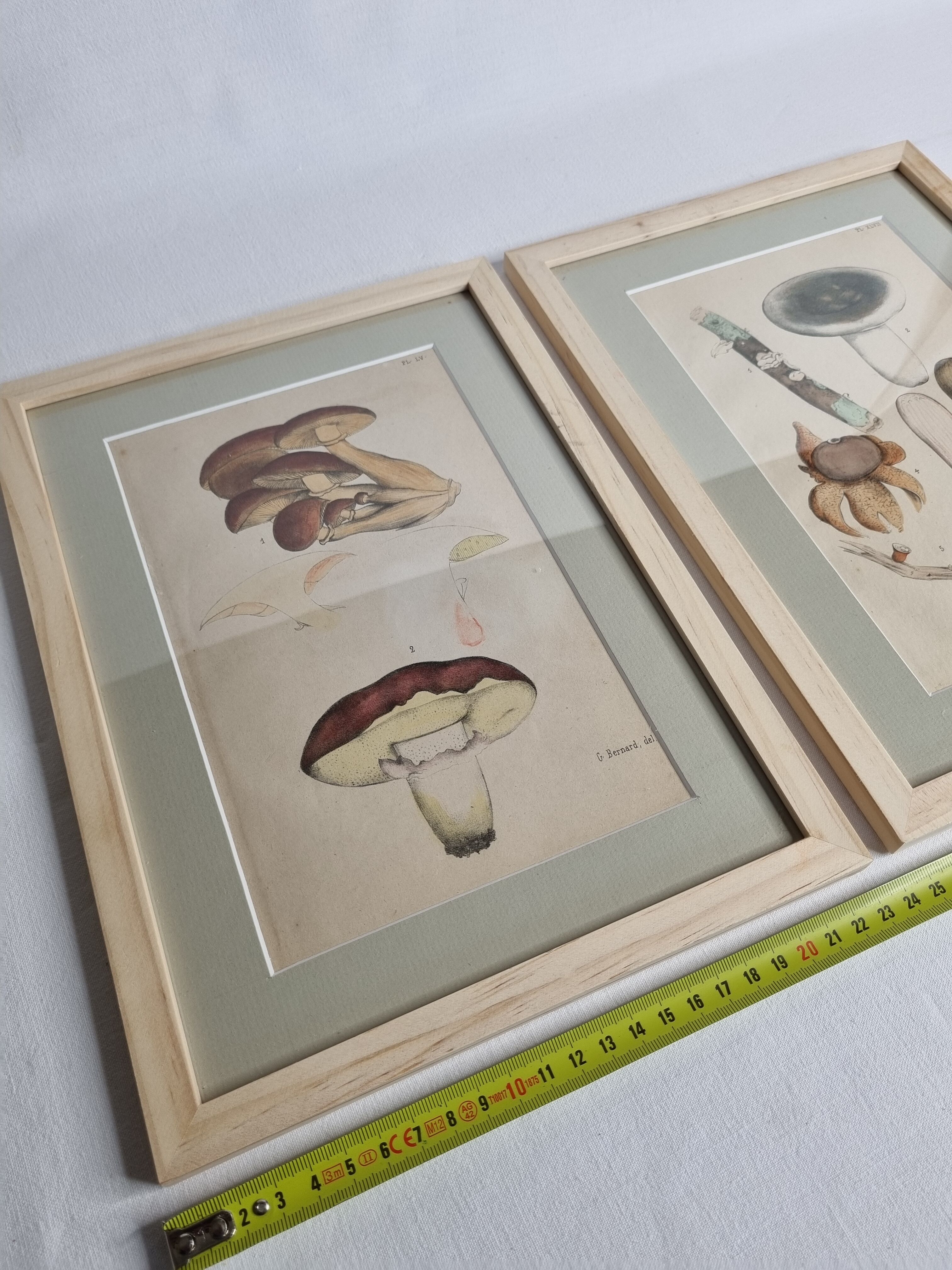 Deux anciennes gravures de champignons aquarellées XIXème siècle d'après G. Bernard