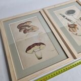 Two old engravings of watercolor mushrooms nineteenth century after G. Bernard