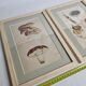Two old engravings of watercolor mushrooms nineteenth century after G. Bernard