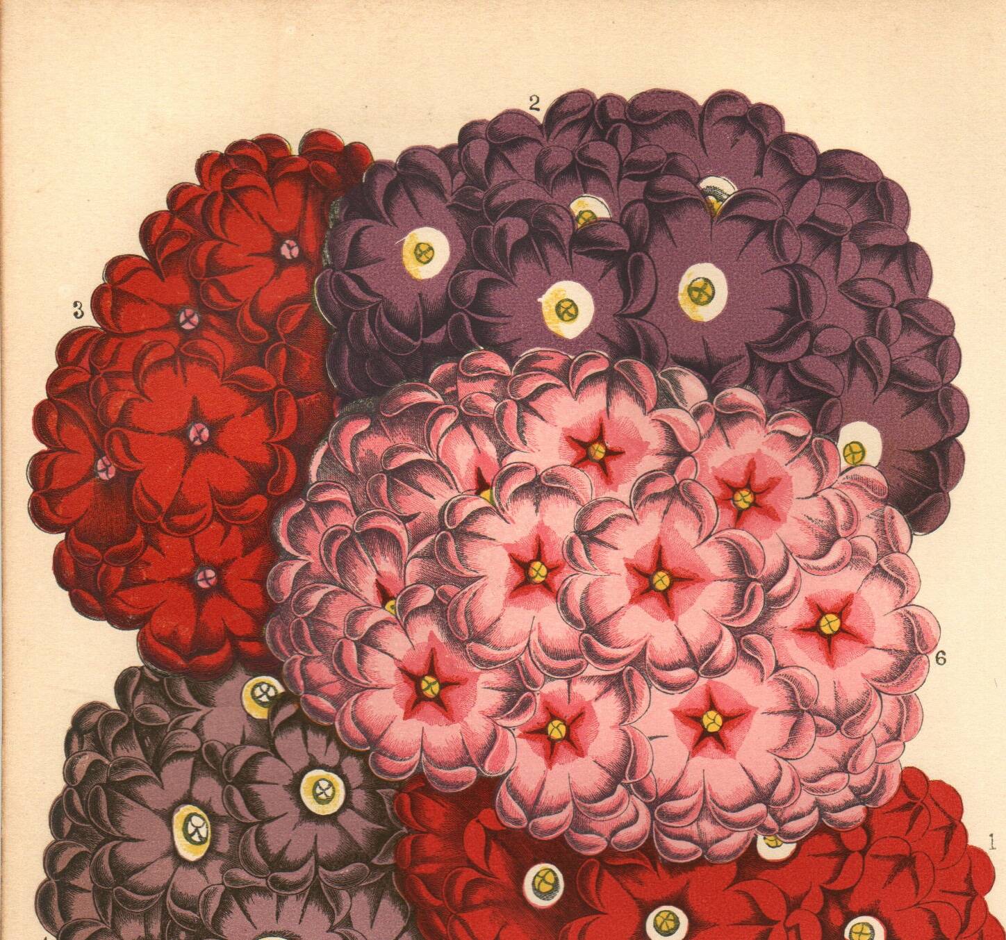 Gravure Botanique 1871 - Verveines - planche Fleur, Lithographie ancienne