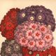 Gravure Botanique 1871 - Verveines - planche Fleur, Lithographie ancienne