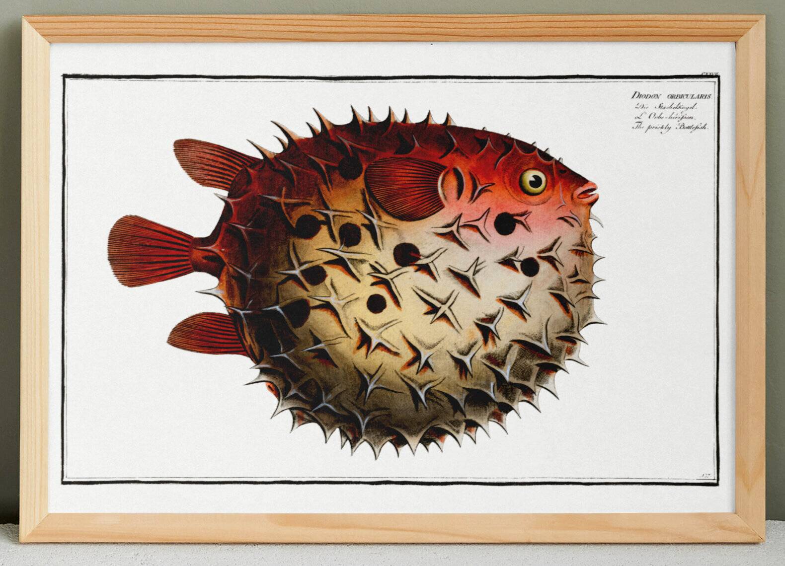 Poster on the spiny pufferfish, based on an old engraving from 1746.