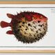 Poster on the spiny pufferfish, based on an old engraving from 1746.