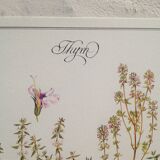 Planche botanique Thym