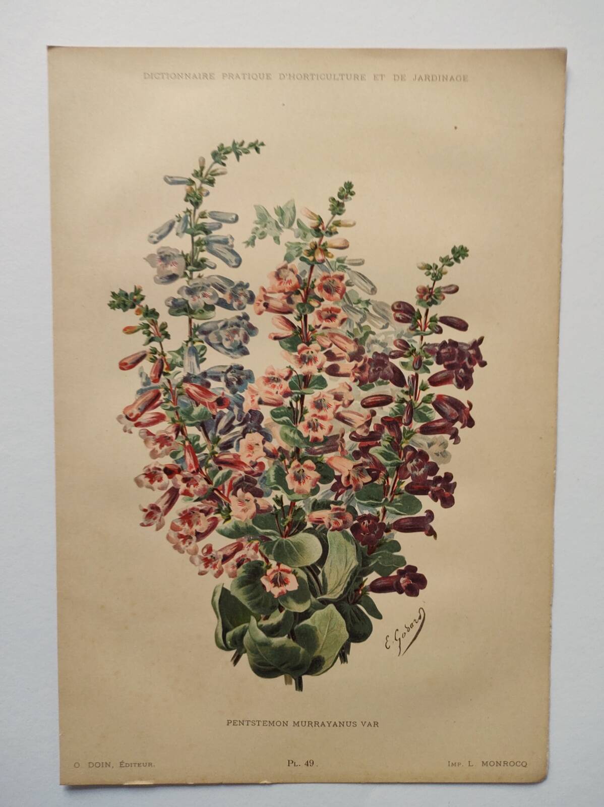 Gravure Fleur de 1897 - Pentstemon Murrayanus Var. - Planche botanique ancienne E.Godard