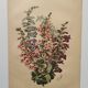 Gravure Fleur de 1897 - Pentstemon Murrayanus Var. - Planche botanique ancienne E.Godard
