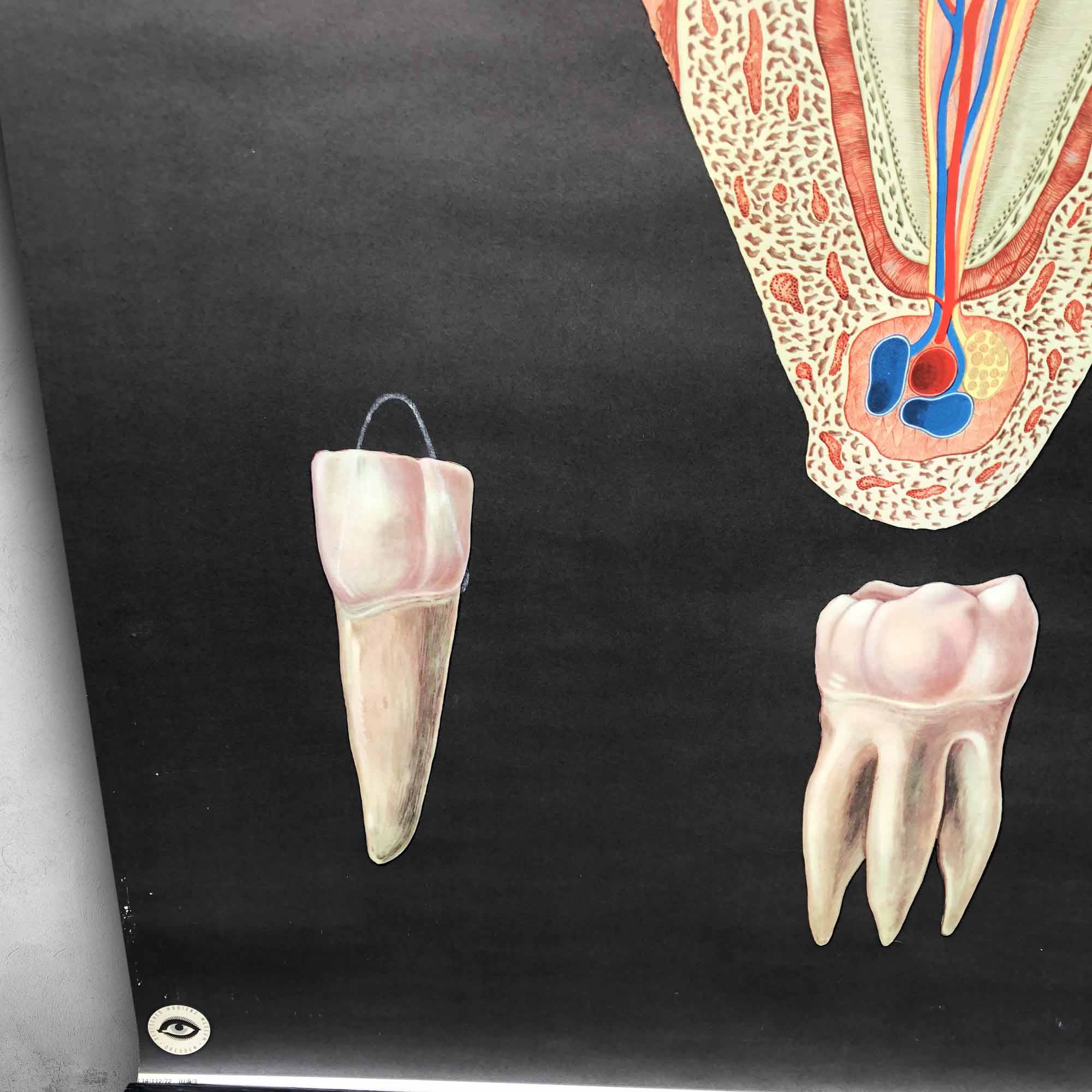 Pull-Down Chart of Human Teeth, 1960s