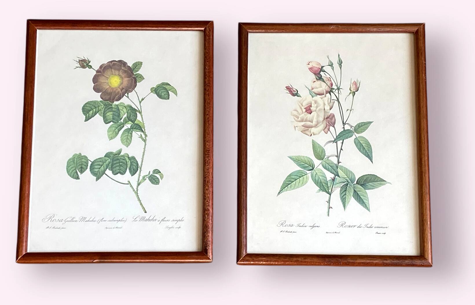 Composition of 6 botanical plates of roses / rose bushes by Joseph Redouté