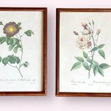 Composition of 6 botanical plates of roses / rose bushes by Joseph Redouté