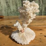 Corail blanc sur socle corail champignon