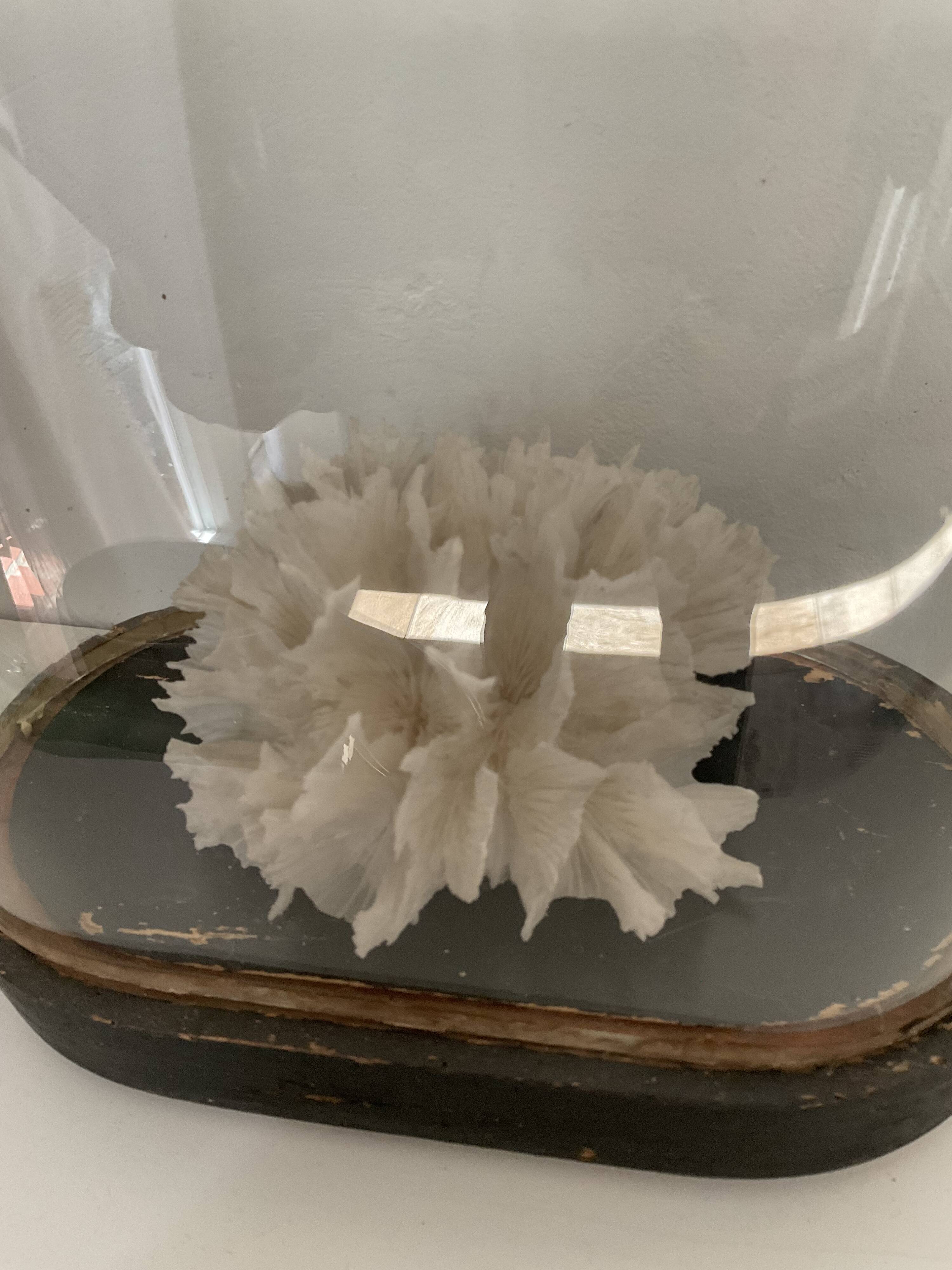 Corail dentelle blanc