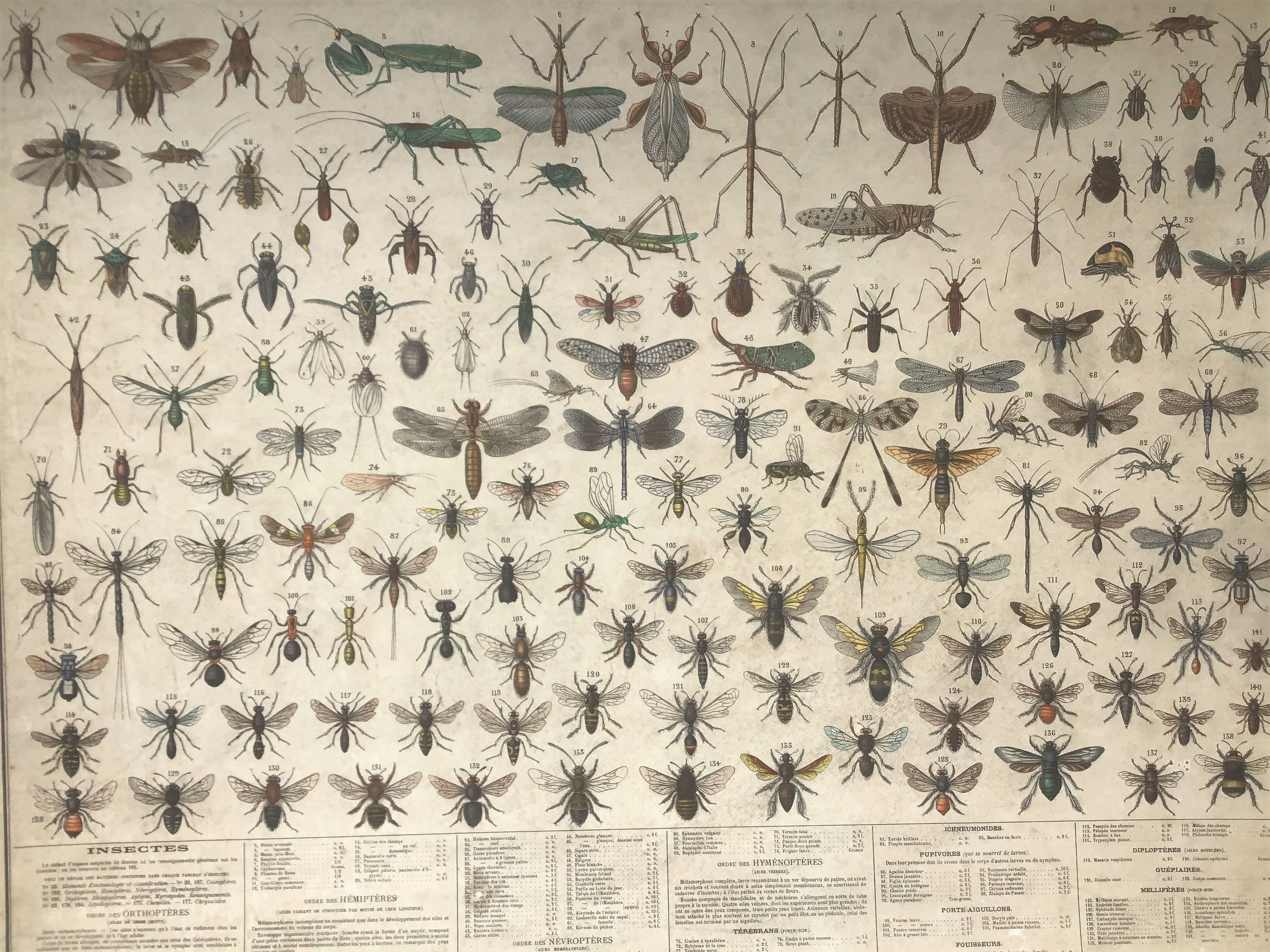 Bouasse-Lebel educational board at the end of the 19th Natural History Insects